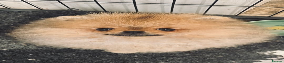 Pomeranian Puppy 