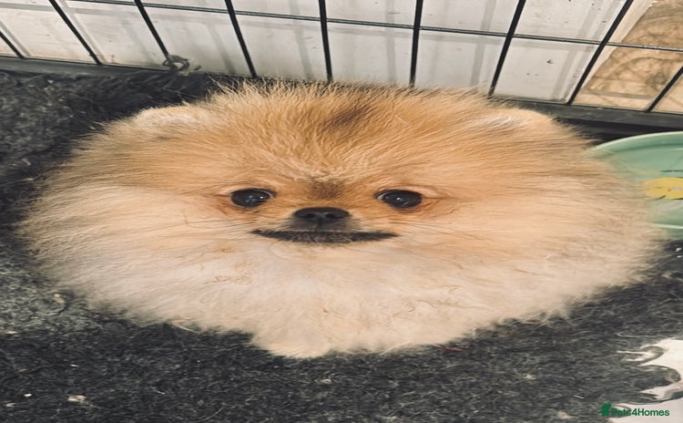 Pomeranian dogs - Advert 13