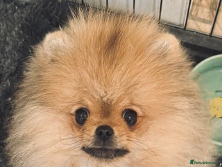 Pomeranian dogs - Advert 16