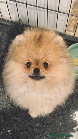 Pomeranian dogs - Advert 8