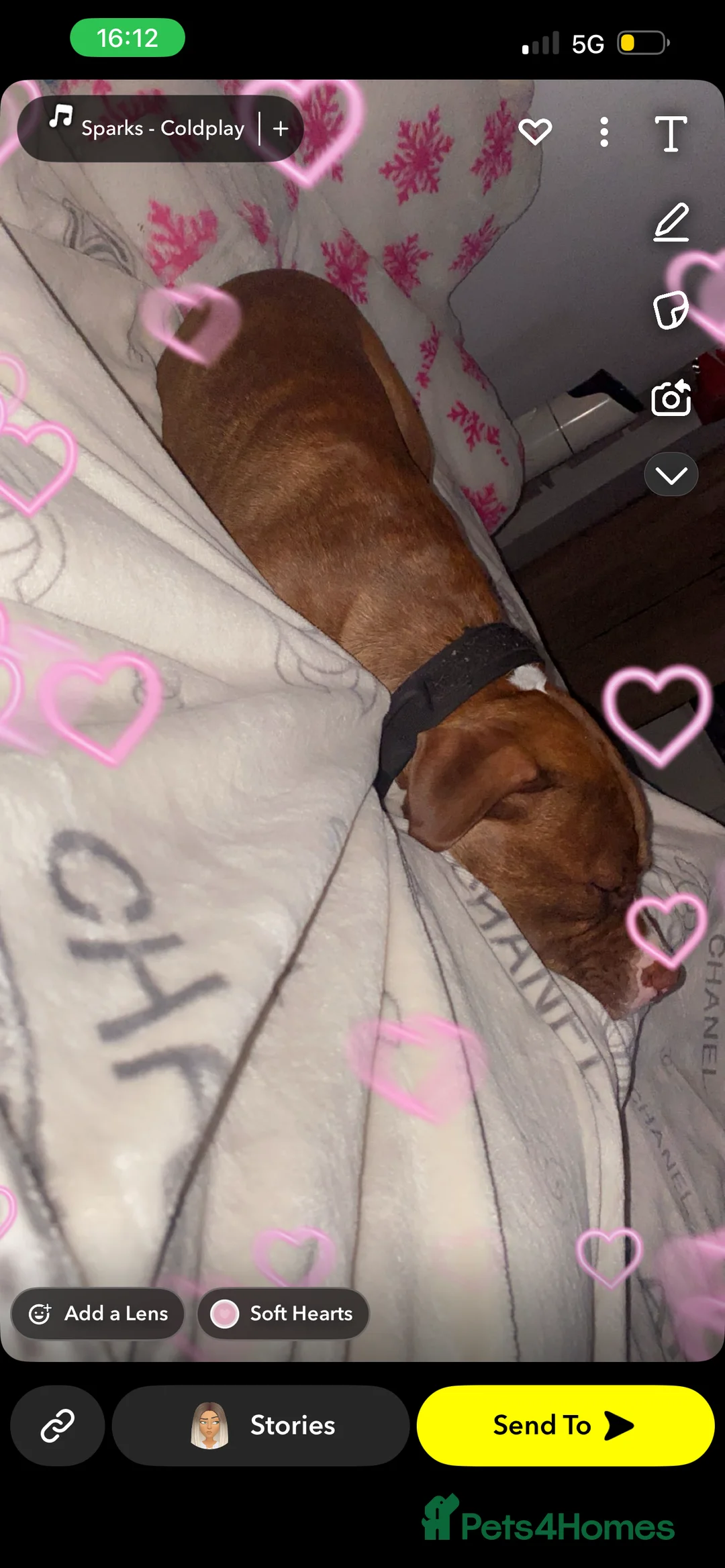 Mixed Breed dogs for sale: Cookie - Advert 3