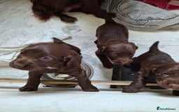 Cocker Spaniel dogs for sale: KC Cocker spaniel puppies  - Image 4