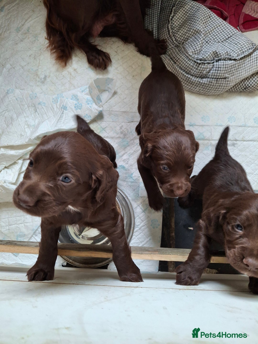 Cocker Spaniel dogs for sale: KC Cocker spaniel puppies  - Image 4