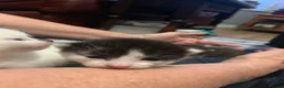 Mixed Breed cats for sale: Very cute spotty kittens for sale - Advert 21