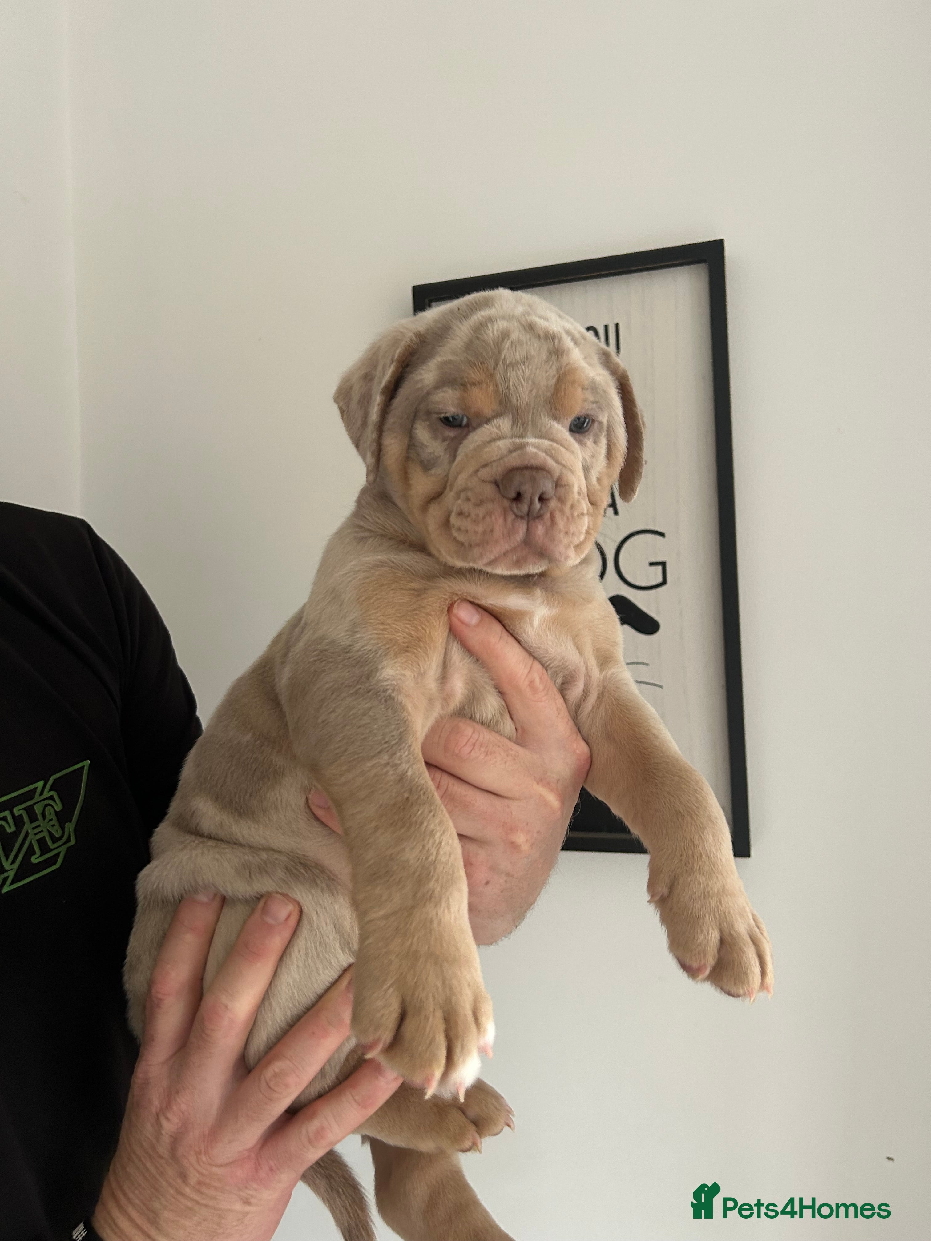 Olde English Bulldogge dogs 🔥Olde English bulldog puppies RTL on 10th🔥 - Advert 1