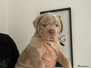 Olde English Bulldogge dogs 🔥Olde English bulldog puppies RTL on 10th🔥 - Advert 1