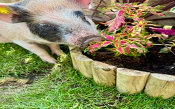 Pig livestock for sale: The adorable Lottie is desperately needing a home  - Image 6