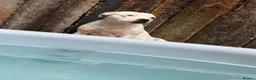 Staffordshire Bull Terrier dogs for sale: KC registered brindle pups  - Advert 2