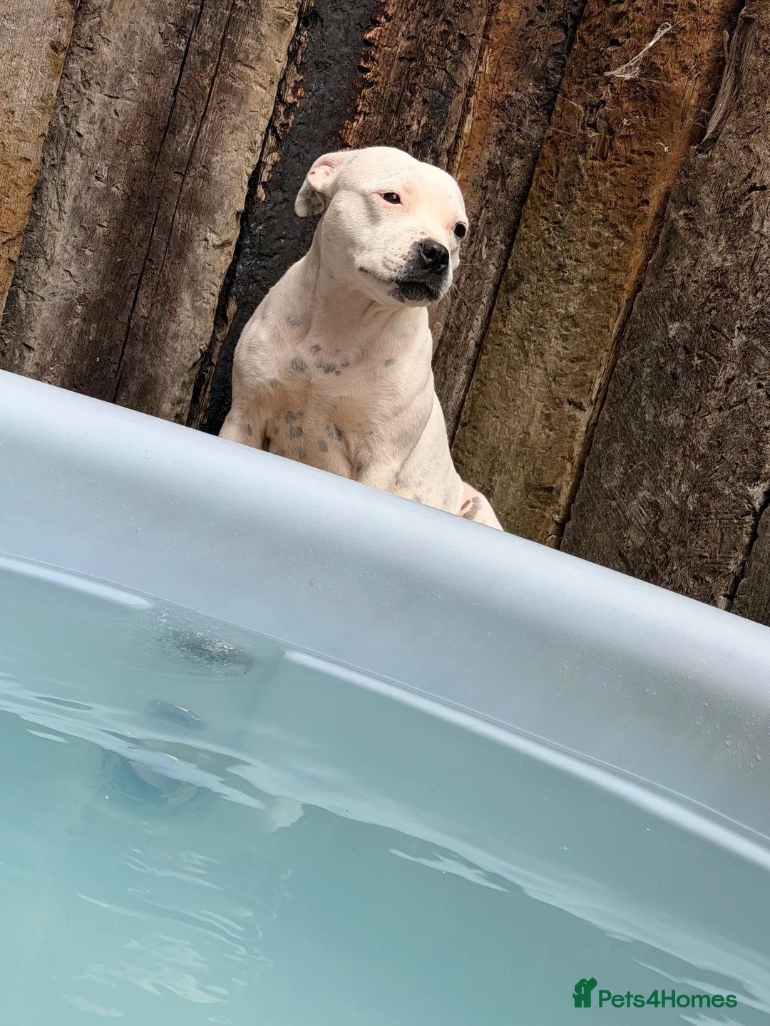 Staffordshire Bull Terrier dogs for sale: KC registered brindle pups  - Advert 2