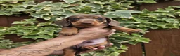 Miniature Dachshund dogs for sale: READY NOW KC reg miniature dachshund  - Advert 12