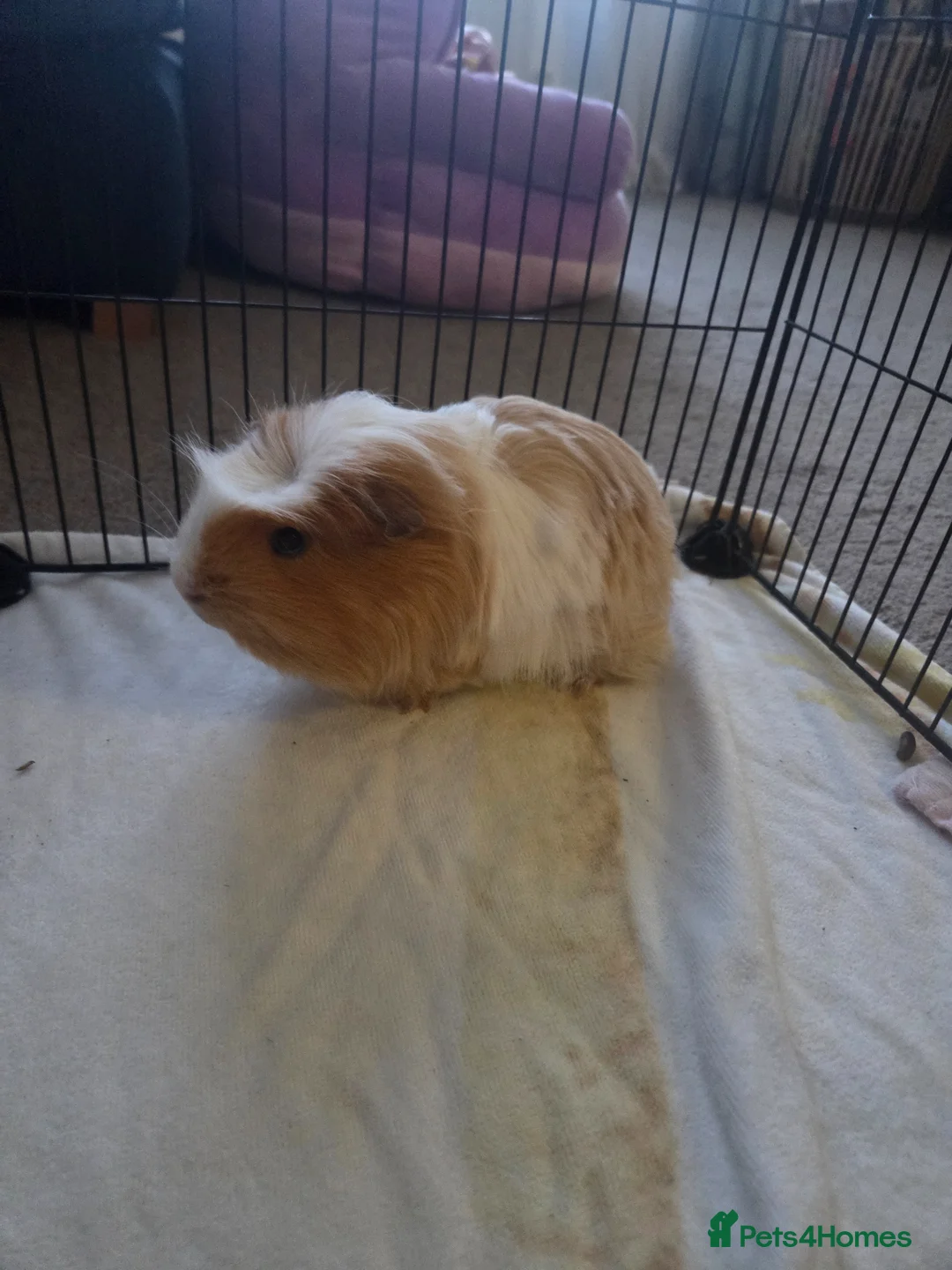 Guinea Pig rodents for sale: Male Guinea Pigs 'Sonny' & 'Waffle' in Lytham Saint Annes - Advert 6