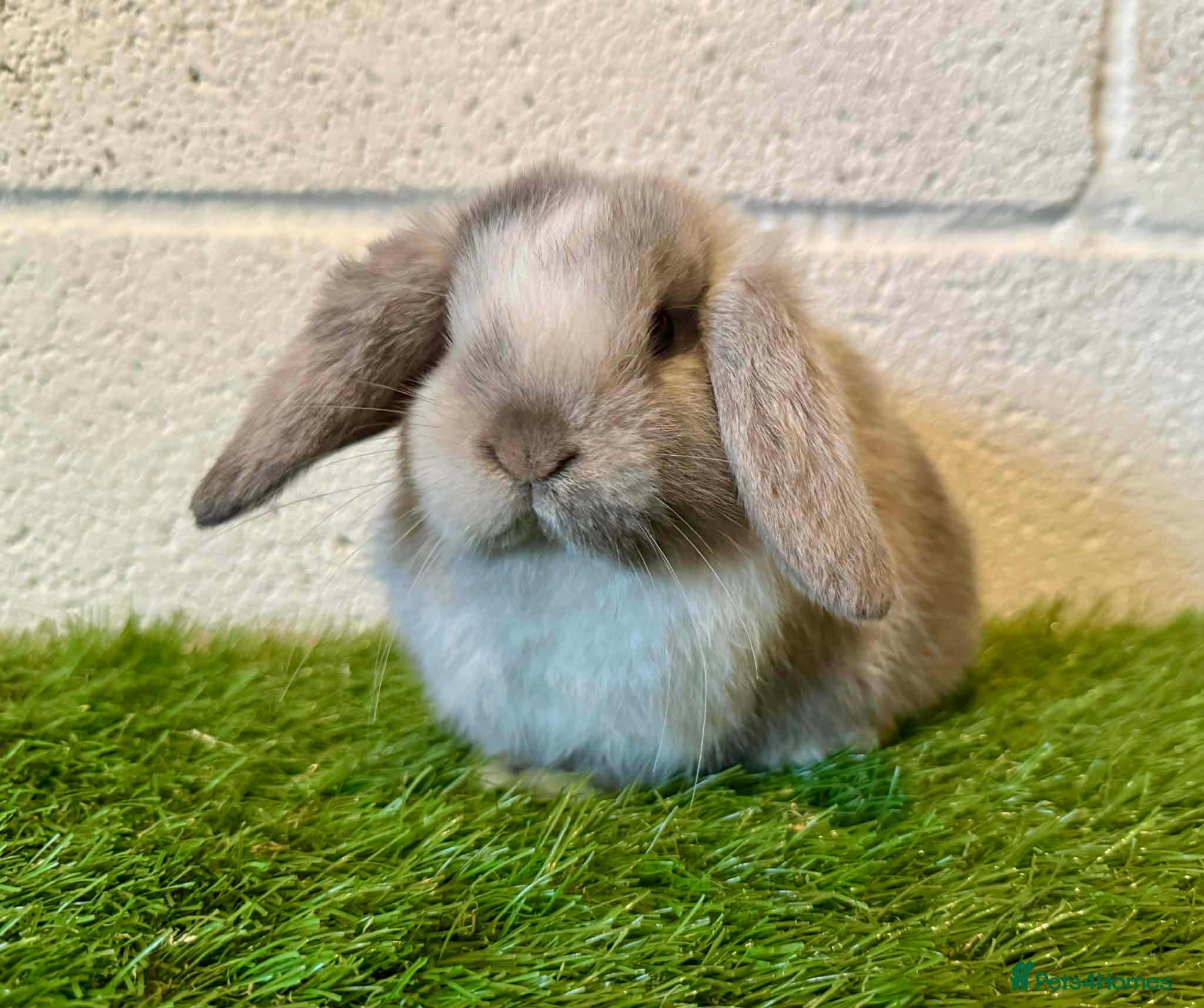 Mini Lop rabbits Stunning Magpie Mini Lop Buck  - Advert 17