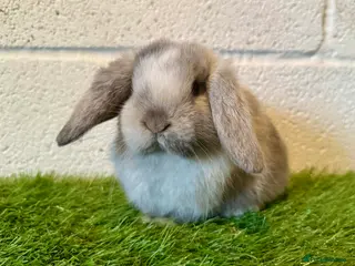 Mini Lop rabbits Stunning Magpie Mini Lop Buck - Advert 17