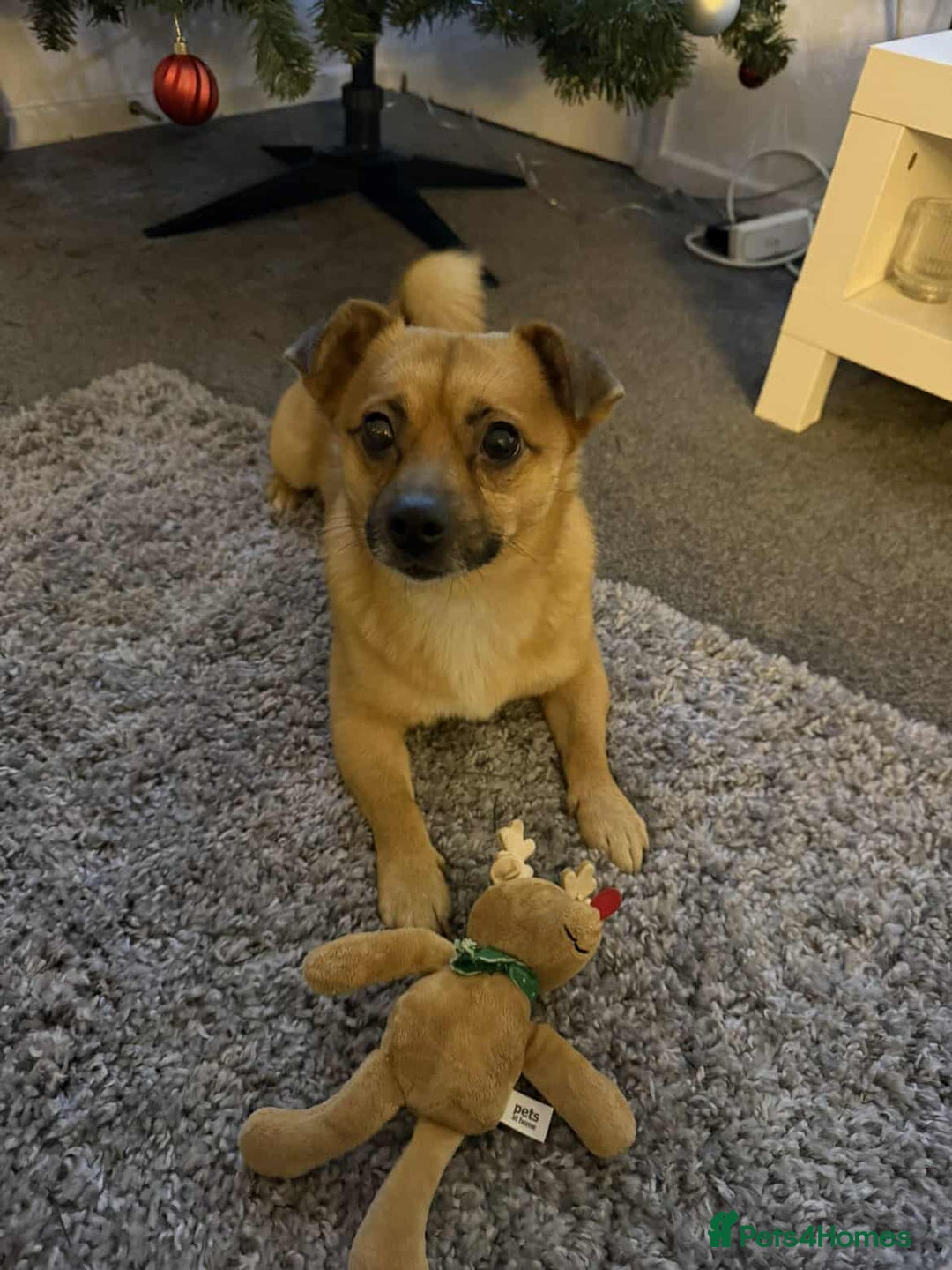 Mixed Breed dogs for adoption: TED   - Advert 14