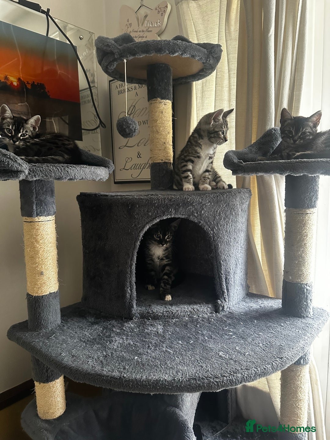 Bengal cats for sale: Stunning Silver & Charcoal Bengal Boys & Girls! - Image 27