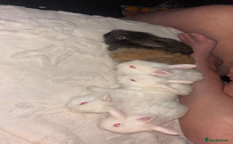 New Zealand rabbits - Advert 1