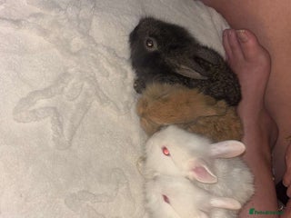 New Zealand rabbits - Advert 1