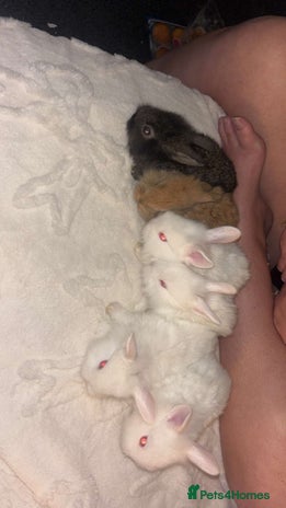 New Zealand rabbits 6 baby rabbits for sale! UNABLE TO TELL GENDER - Advert 2