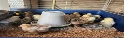 Chickens poultry for sale: Pekin bantam hatching eggs, chicks, growers, hens - Advert 3
