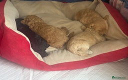 Cockapoo dogs for sale: Toy cockapoo  - Image 8