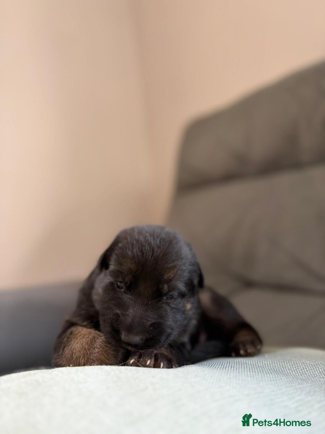 German Shepherd dogs for sale: German shepherd puppies  - Advert 26