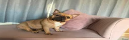 French Bulldog dogs for sale: Beautiful KC Registered French Bulldog Puppies 🐾 - Advert 27