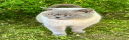 British Shorthair cats for sale: Grey British Shorthair Full Breed  - Advert 2