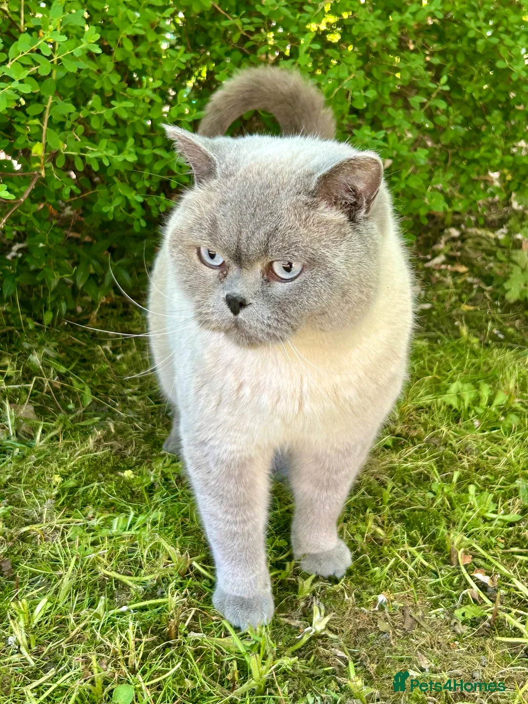 British Shorthair cats for sale: Grey British Shorthair Full Breed  - Advert 2