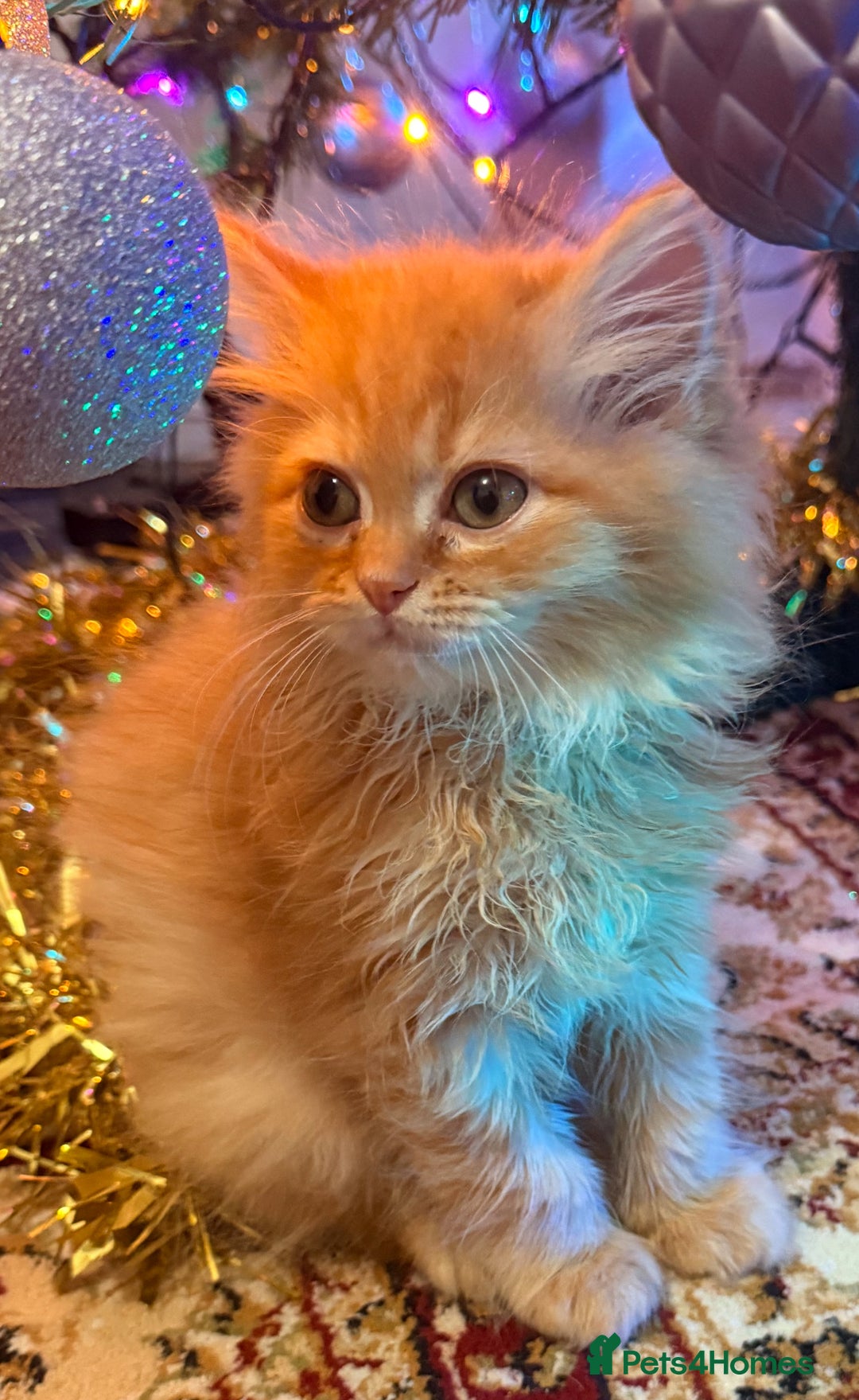 Mixed Breed cats for sale: Ragdoll X Persian kittens  - Advert 13