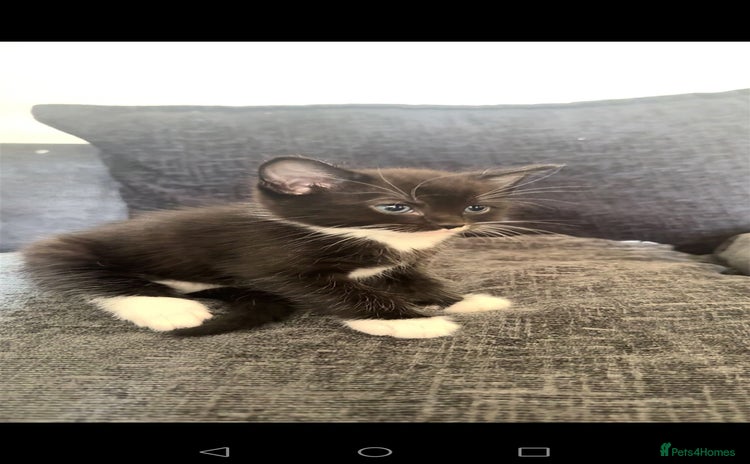 Turkish Angora cats - Advert 2
