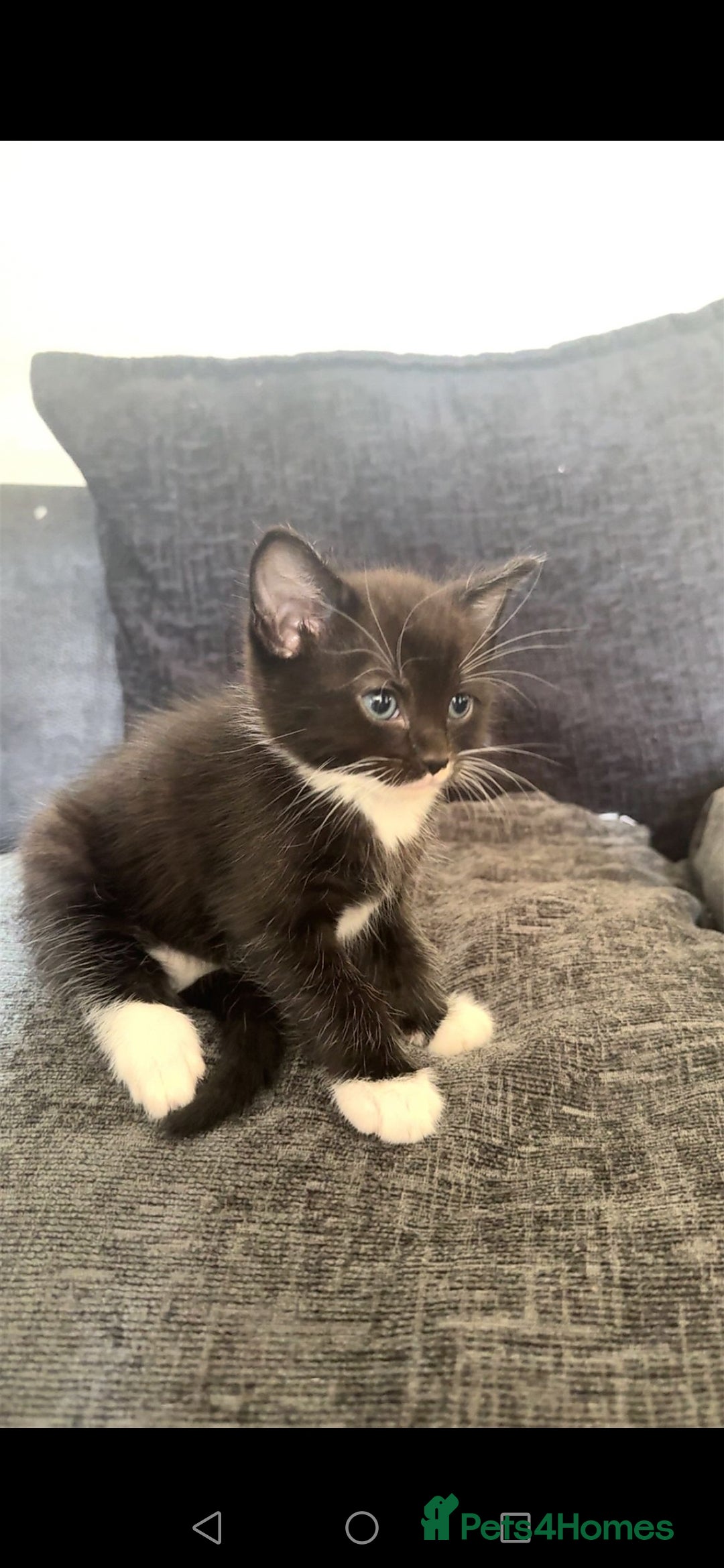 Turkish Angora cats for sale: Male kittens - Image 1