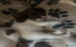 English Springer Spaniel dogs for sale: English springer spaniel puppies for sale - Image 6