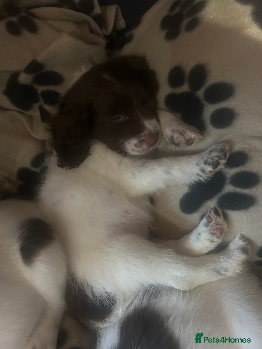 English Springer Spaniel dogs for sale: English springer spaniel puppies for sale - Image 6