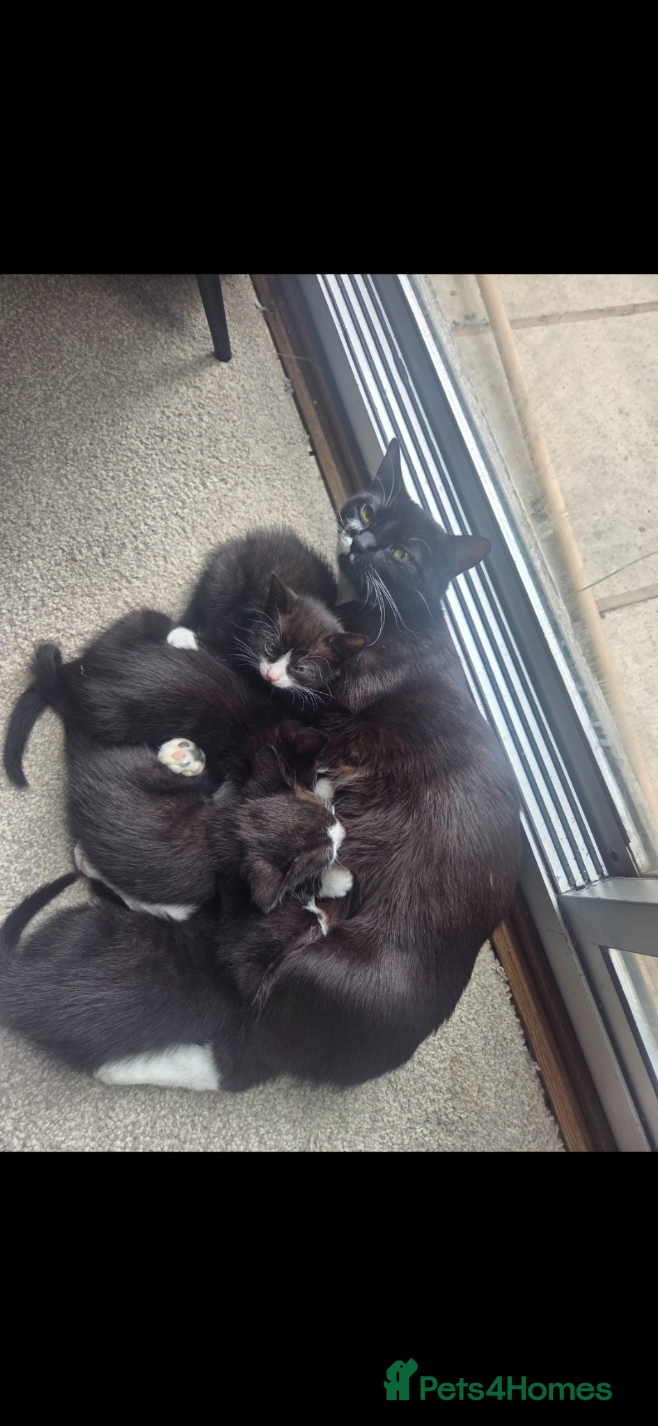 Mixed Breed cats Beautiful blue eyed kittens  - Advert 1