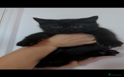 British Shorthair cats for sale: Ready now!! British shorthair kittens  - Image 16