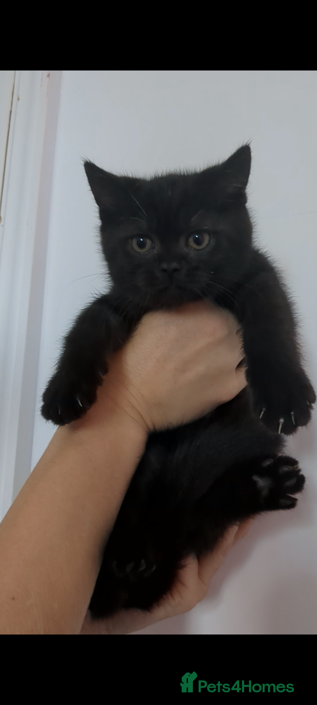 British Shorthair cats for sale: Ready now!! British shorthair kittens  - Image 16