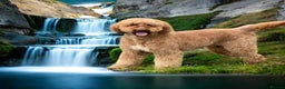 Standard Poodle dogs for stud: Wallace kc reg standard red poodle  in Market Drayton - Advert 5