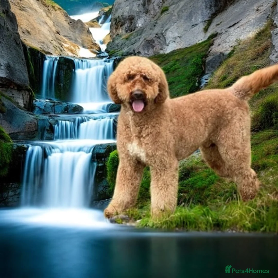 Standard Poodle dogs for stud: Wallace kc reg standard red poodle  in Market Drayton - Advert 5