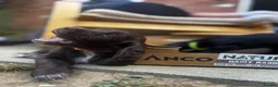 Cocker Spaniel dogs for sale: Stunning Working Cocker Spaniels  - Advert 9