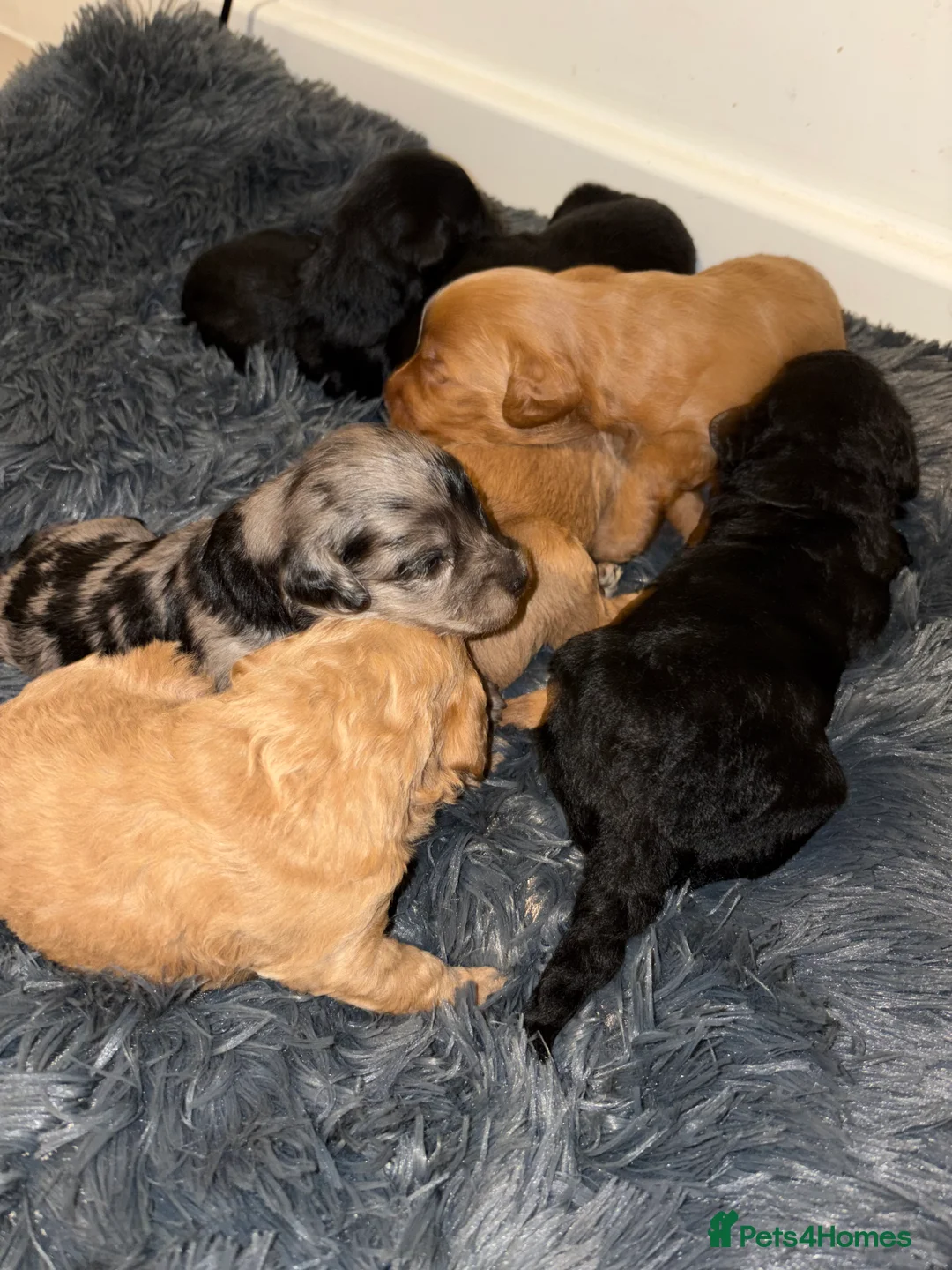 Labradoodle dogs for sale: F1B miniature labradoodles  - Advert 3