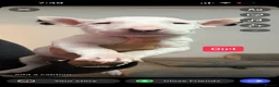 English Bull Terrier dogs for sale: English bull terrier puppies  - Advert 23