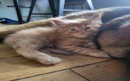 Maine Coon cats for sale: Beautiful Maine coon kitten boys - Image 8