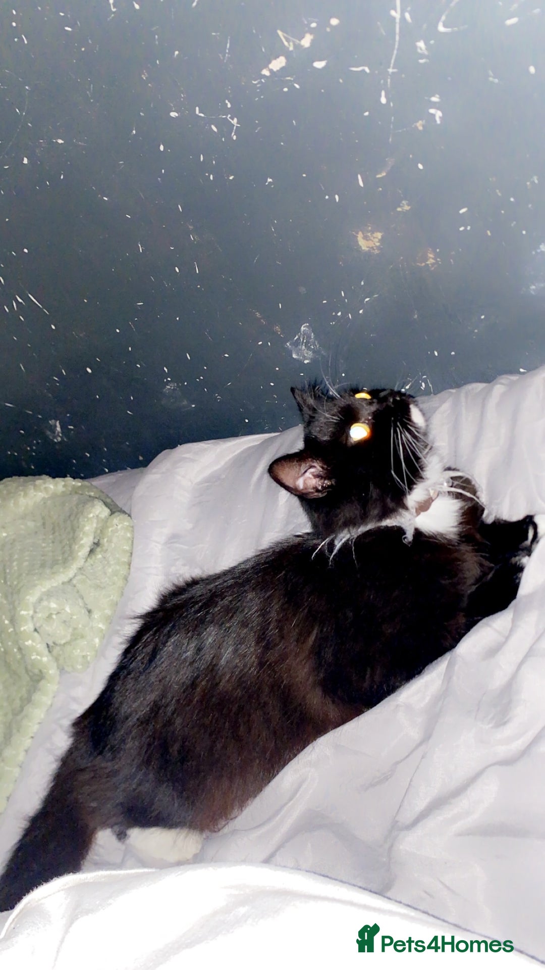 Mixed Breed cats for sale: Kitten  - Advert 2