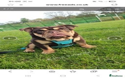 English Bulldog dogs for sale: English bulldog Male  - Image 1