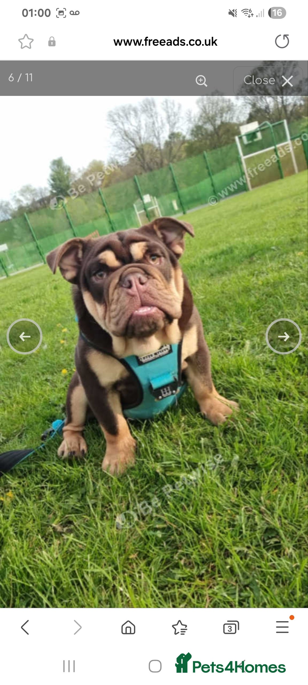 English Bulldog dogs for sale: English bulldog Male  - Image 1