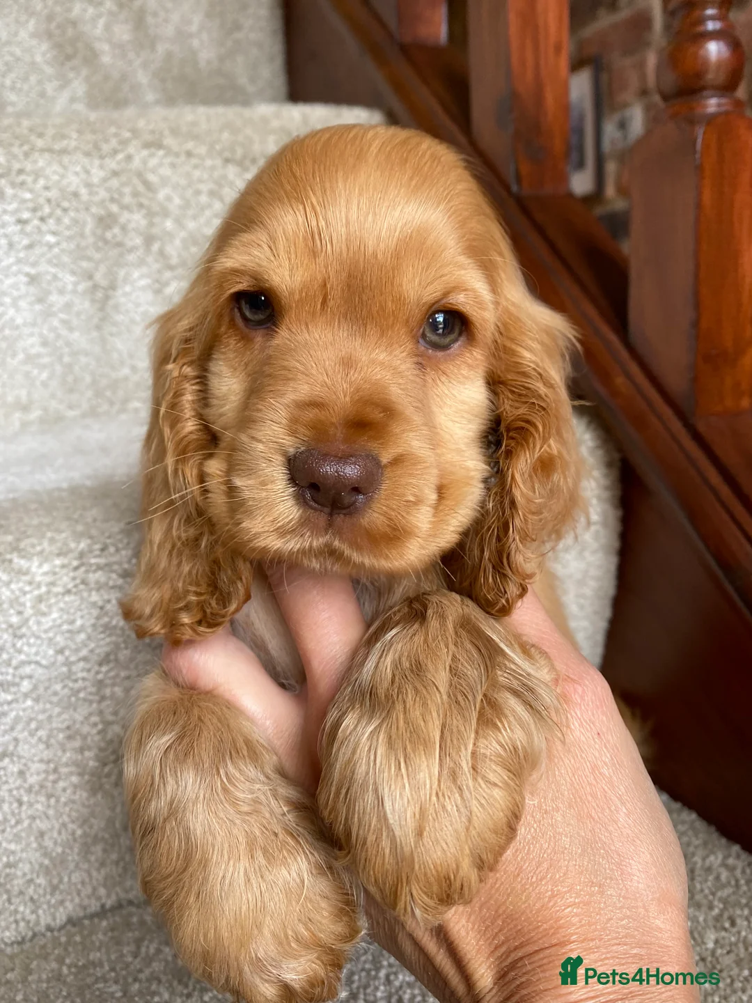 Cocker Spaniel dogs for stud: Stunning Proven Chocolate Sable for Stud in Doncaster - Advert 4