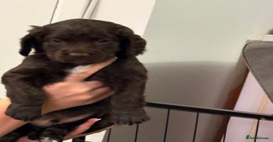 Mixed Breed dogs - Advert 2