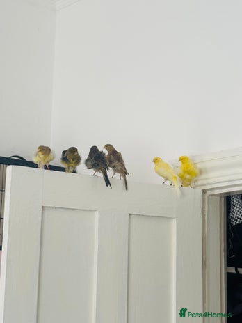 Canaries birds - Advert 15