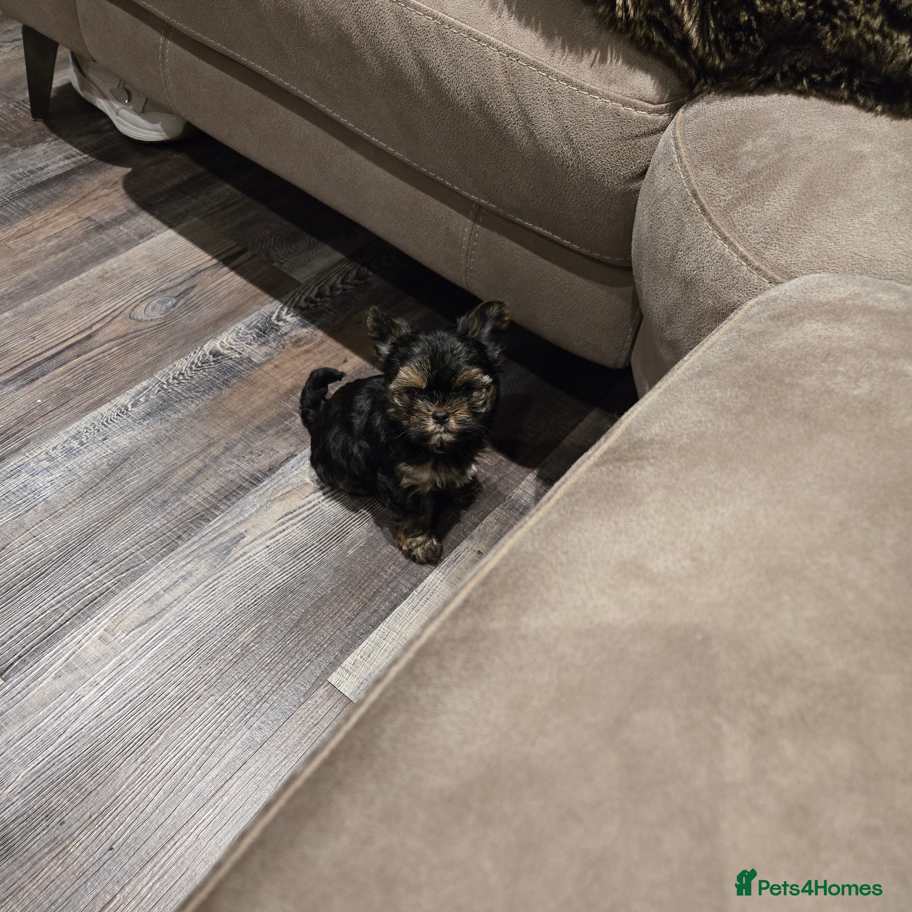 Yorkshire Terrier dogs Male yorkie pup - Advert 1