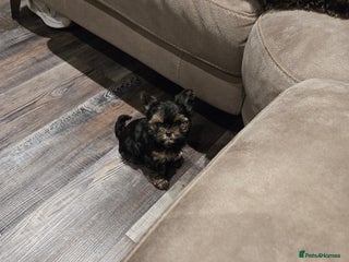 Yorkshire Terrier dogs Male yorkie pup - Advert 1